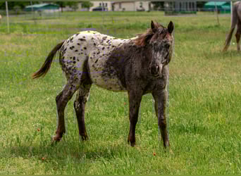 Pony of the Americas, Stute, 1 Jahr, 140 cm, Rappe Pony of the Americas, Stute, 1 Jahr, 140 cm, Rappe