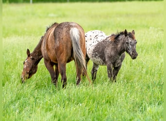 Pony of the Americas, Stute, 1 Jahr, 140 cm, Rappe Pony of the Americas, Stute, 1 Jahr, 140 cm, Rappe