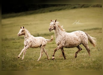Pony of the Americas, Stute, 20 Jahre, 135 cm, Tigerschecke