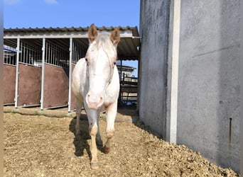 Pony of the Americas, Stute, 2 Jahre, 140 cm, Cremello