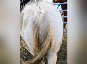 Pony of the Americas, Stute, 2 Jahre, 140 cm, Rotschimmel