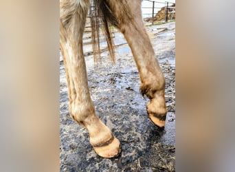 Pony of the Americas, Stute, 2 Jahre, 140 cm, Rotschimmel