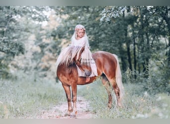 Pony of the Americas, Stute, 3 Jahre, 109 cm, Rotbrauner