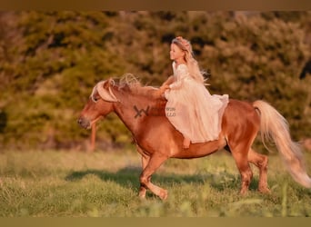 Pony of the Americas, Stute, 3 Jahre, 109 cm, Rotbrauner