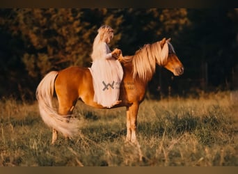 Pony of the Americas, Stute, 3 Jahre, 109 cm, Rotbrauner
