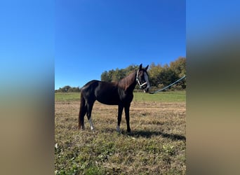 Pony of the Americas, Stute, 3 Jahre, 132 cm, Rappe