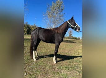 Pony of the Americas, Stute, 3 Jahre, 132 cm, Rappe