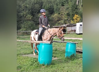 Pony of the Americas, Stute, 3 Jahre, 135 cm, Tigerschecke