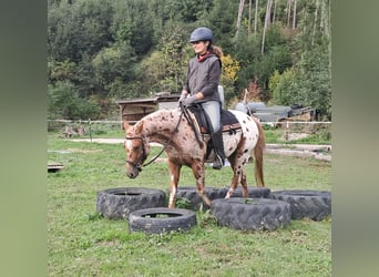 Pony of the Americas, Stute, 3 Jahre, 135 cm, Tigerschecke