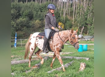Pony of the Americas, Stute, 3 Jahre, 135 cm, Tigerschecke