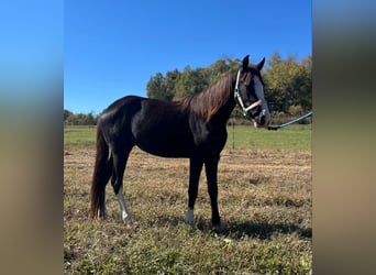 Pony of the Americas, Stute, 4 Jahre, 132 cm, Rappe