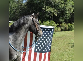 Pony of the Americas, Stute, 4 Jahre, 140 cm, Rappe