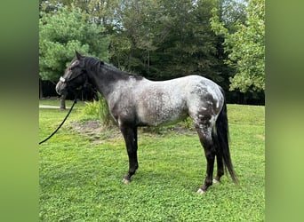 Pony of the Americas, Stute, 4 Jahre, 140 cm, Rappe