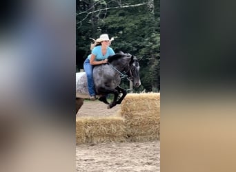 Pony of the Americas, Stute, 4 Jahre, 140 cm, Rappe