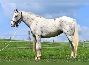 Pony of the Americas, Stute, 4 Jahre, 140 cm