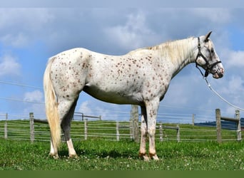 Pony of the Americas, Stute, 4 Jahre, 140 cm