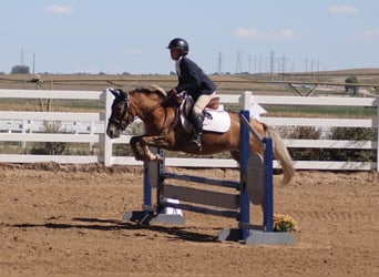 Pony of the Americas, Stute, 5 Jahre, 135 cm, Dunkelfuchs