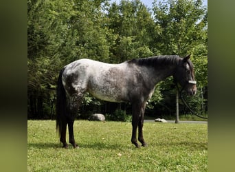 Pony of the Americas, Stute, 5 Jahre, 140 cm, Rappe