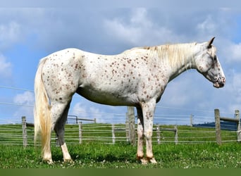 Pony of the Americas, Stute, 5 Jahre, 140 cm