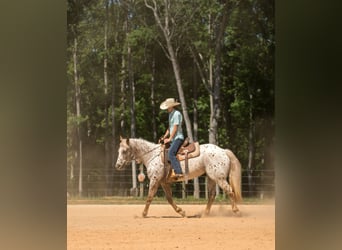 Pony of the Americas, Stute, 6 Jahre, Dunkelfuchs