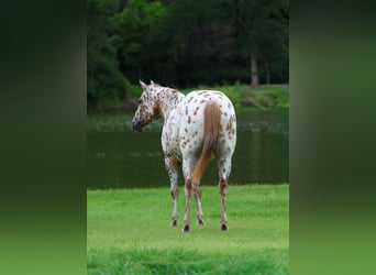Pony of the Americas, Stute, 7 Jahre, 142 cm, Rotfuchs