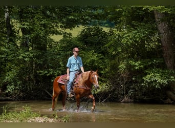 Pony of the Americas, Stute, 7 Jahre, 142 cm, Rotfuchs