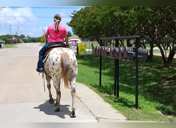 Pony of the Americas, Stute, 7 Jahre
