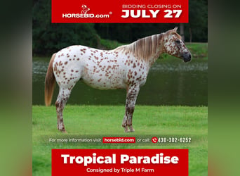 Pony of the Americas, Stute, 7 Jahre