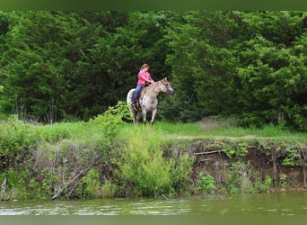 Pony of the Americas, Stute, 7 Jahre