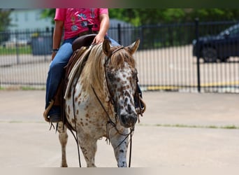 Pony of the Americas, Stute, 7 Jahre