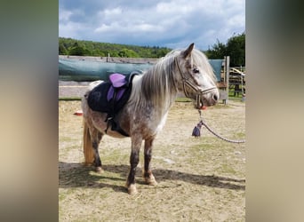 Pony of the Americas, Stute, 8 Jahre, 100 cm, Tigerschecke