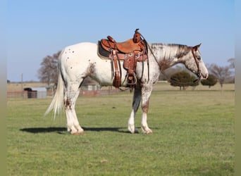 Pony of the Americas, Stute, 8 Jahre, 145 cm, Dunkelfuchs