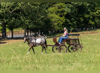 Pony of the Americas, Stute, 8 Jahre, Dunkelfuchs