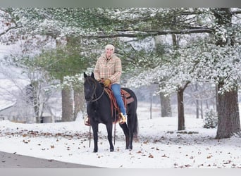 Pony of the Americas, Stute, 9 Jahre, 135 cm, Rappe