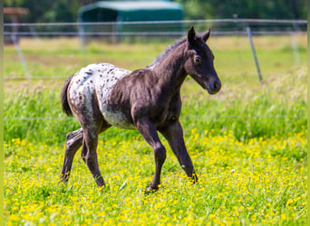 Pony of the Americas, Stute, Fohlen (04/2024), 140 cm, Rappe