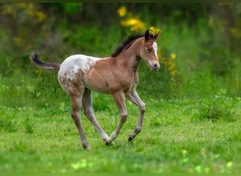Pony of the Americas, Stute, Fohlen (04/2023), 140 cm