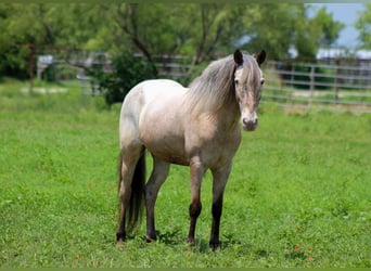 Pony of the Americas, Wallach, 10 Jahre, 140 cm, Roan-Bay