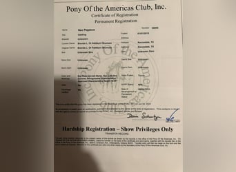 Pony of the Americas, Wallach, 10 Jahre, 140 cm, Roan-Bay