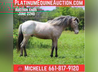 Pony of the Americas, Wallach, 10 Jahre, 140 cm, Roan-Bay