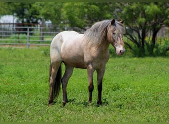 Pony of the Americas, Wallach, 10 Jahre, 140 cm, Roan-Bay