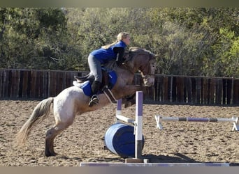 Pony of the Americas, Wallach, 10 Jahre, 140 cm, Roan-Bay