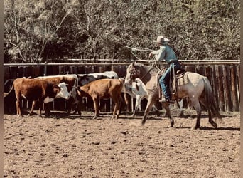 Pony of the Americas, Wallach, 10 Jahre, 140 cm, Roan-Bay