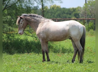 Pony of the Americas, Wallach, 10 Jahre, 140 cm, Roan-Bay