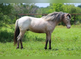 Pony of the Americas, Wallach, 10 Jahre, 140 cm, Roan-Bay