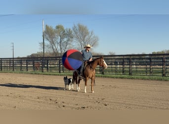 Pony of the Americas, Wallach, 10 Jahre, 142 cm, Rotfuchs