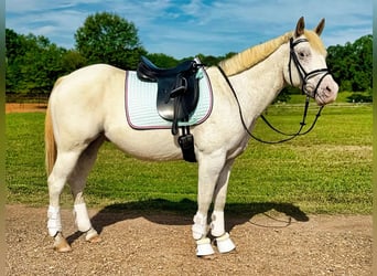 Pony of the Americas, Wallach, 10 Jahre, 142 cm, Schimmel