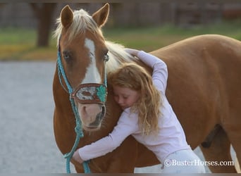 Pony of the Americas, Wallach, 10 Jahre, Palomino