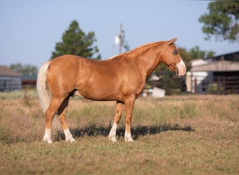 Pony of the Americas, Wallach, 10 Jahre, Palomino