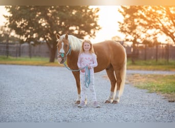 Pony of the Americas, Wallach, 10 Jahre, Palomino