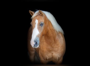 Pony of the Americas, Wallach, 10 Jahre, Palomino